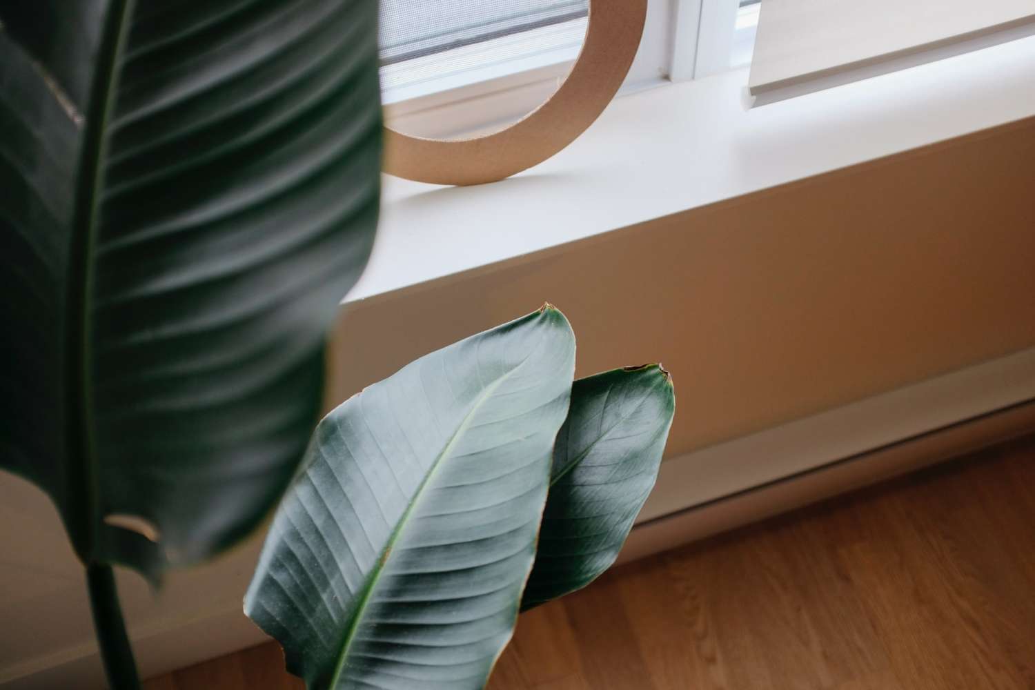 %den led o to owleye%